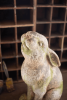 FAUX CONCRETE RABBIT - HEAD UP