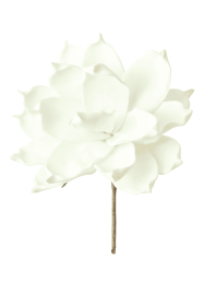 BOTANICA #36
