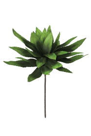 BOTANCIA #294
