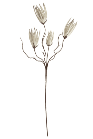 BOTANICA #502