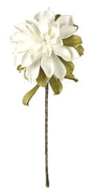 BOTANICA #533