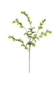 BOTANICA #3187