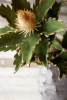 BOTANICA #3187