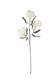 BOTANICA #3305