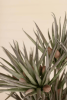 BOTANICA #3365