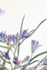 BOTANICA #3384