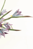 BOTANICA #3384