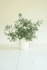 BOTANICA #3436