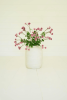 BOTANICA #3473