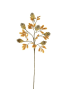 BOTANICA #3504