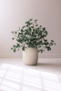 BOTANICA #3508