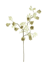 BOTANICA #3510