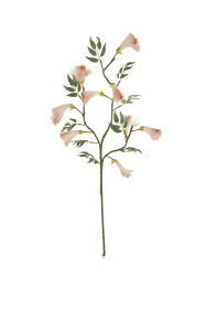 BOTANICA #3524