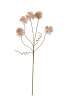 BOTANICA #2375