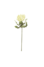 BOTANICA #2424