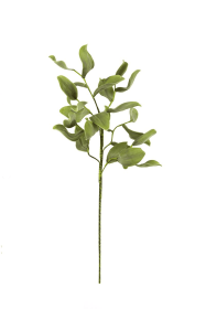 BOTANICA #2425