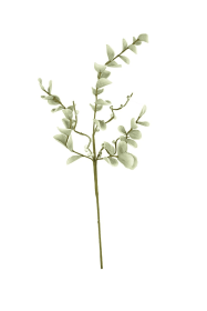 BOTANICA #2496