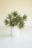 BOTANICA #2654