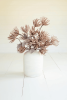 BOTANICA #2664