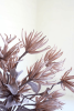 BOTANICA #2664