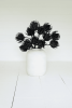 BOTANICA #2697