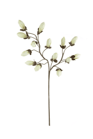 BOTANICA #2716