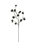 BOTANICA #2720