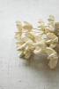 BUNDLE OF 24 BLEACHED BULLET FLOWERS ON STEMS