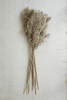 LARGE BUNDLE OF NATURAL PAMPASS GRASS