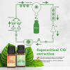 Wellness Blend Essential Oils Set