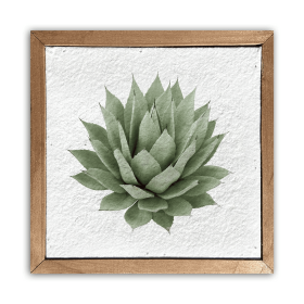 Agave plant /  Pulp Paper Wall