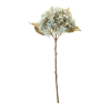 Hydrangea Stem