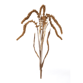 Amaranthus Stem