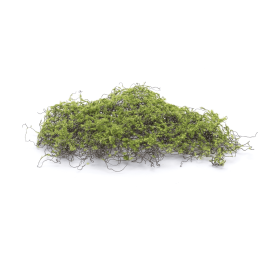Moss Square
