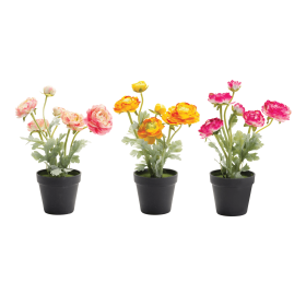 Potted Ranunculus Flower