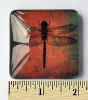 Set of 6 Acrylic Glass Magnets, The Dragonfly Collection