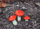 Garden Miniature Mushrooms