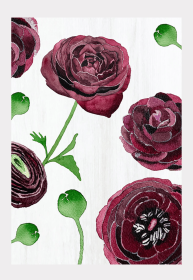 Art Print (Color: Black Ranunculus on Snow, size: large)