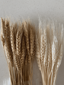 Dried Wheat Grass (Color: White)